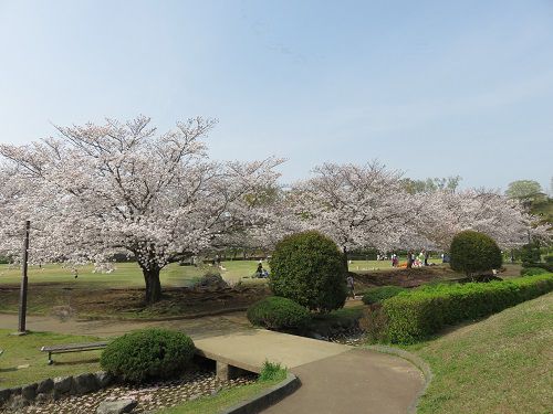柏谷公園、桜【函南町】