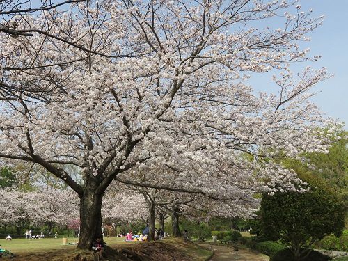 柏谷公園、桜【函南町】：広場周囲の桜