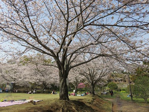 柏谷公園、桜【函南町】：広場周囲の見頃の桜