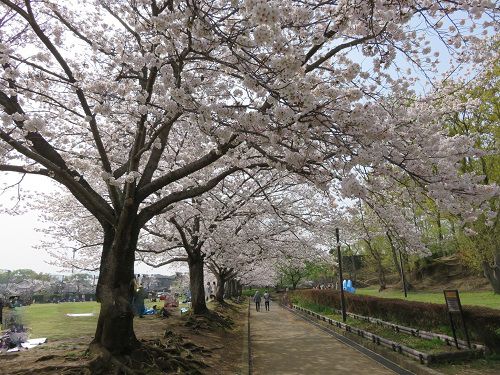柏谷公園、桜【函南町】：広場周囲の満開の桜