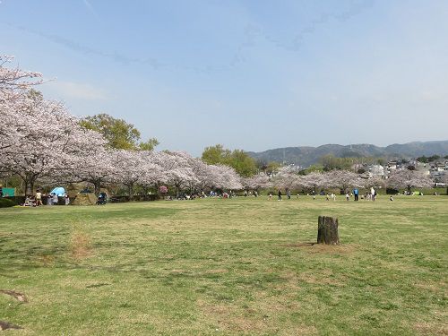 柏谷公園、桜【函南町】：広場周囲の見頃満開の桜