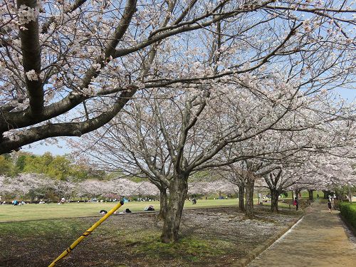 柏谷公園、桜【函南町】：遊歩道沿いの桜