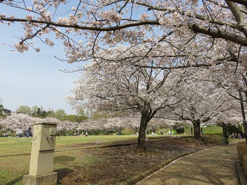 柏谷公園、桜【函南町】：見頃真っ盛りの桜