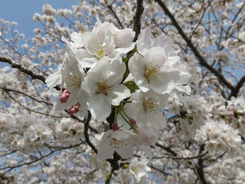 柏谷公園、桜【函南町】：拡大した桜