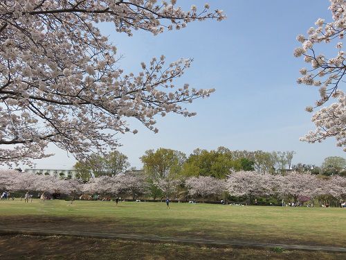 柏谷公園、桜【函南町】：全体の桜