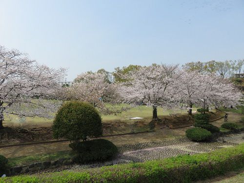 柏谷公園、桜【函南町】：広場周囲の素晴らしい桜