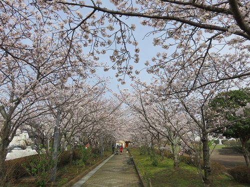 仁田さくら公園、桜【函南町】：見頃満開の桜