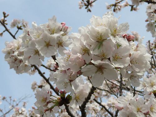 仁田さくら公園、桜【函南町】：桜ズーム２