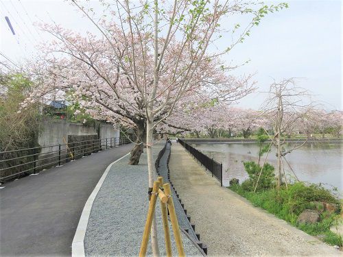 丸池と桜【清水町】：遊歩道と見頃の桜
