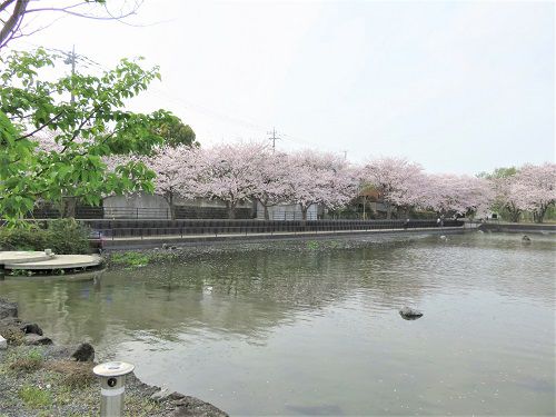 丸池と桜【清水町】：池周囲の桜