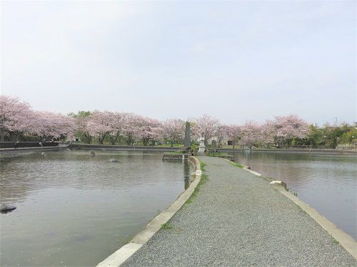 丸池と桜【清水町】：見頃の桜