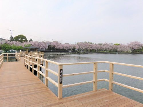 丸池と桜【清水町】：デッキからの桜景色