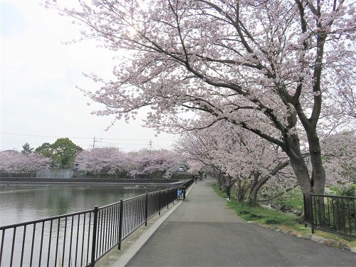 丸池と桜【清水町】：遊歩道と満開の桜