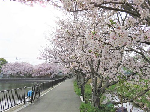 丸池と桜【清水町】：遊歩道と見頃満開の桜並木
