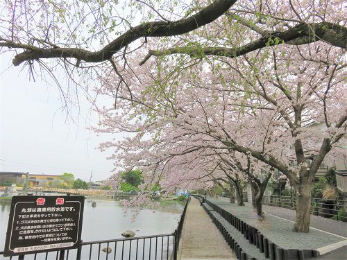 丸池と桜【清水町】：満開の桜並木２