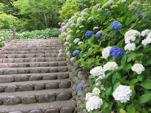 法多山、紫陽花（アジサイ）【袋井市】：階段と紫陽花