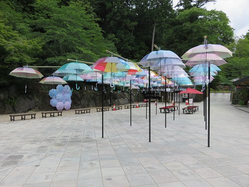 法多山、紫陽花（アジサイ）【袋井市】：傘