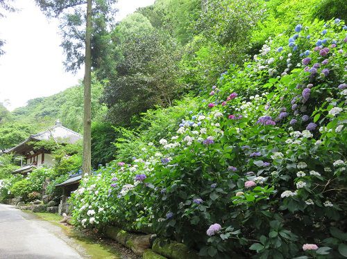 林叟院（りんそういん）の紫陽花（あじさい）【焼津市】：アジサイ散歩道