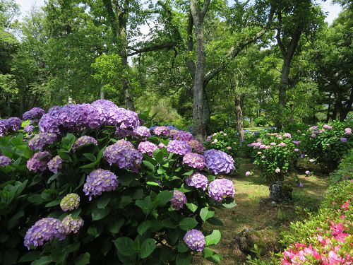 小室山公園、紫陽花（アジサイ）【伊東市】：パープル系のアジサイ