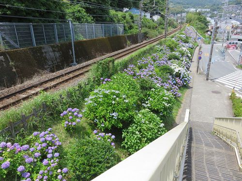 熱海『アジサイ街道』、紫陽花（アジサイ）【熱海市】：歩道橋からの紫陽花