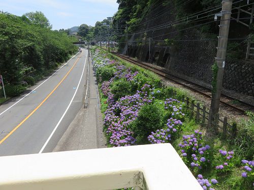 熱海『アジサイ街道』、紫陽花（アジサイ）【熱海市】：歩道橋からの紫陽花２