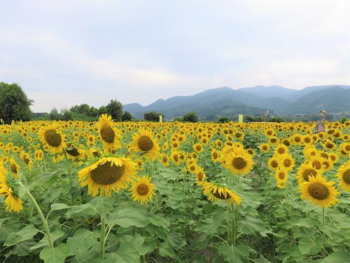 富士松岡、ひまわり畑【富士市】：一面の向日葵