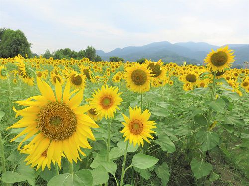 富士松岡、ひまわり畑【富士市】：黄色向日葵