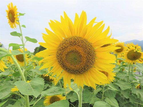 富士松岡、ひまわり畑【富士市】：曇り空と向日葵
