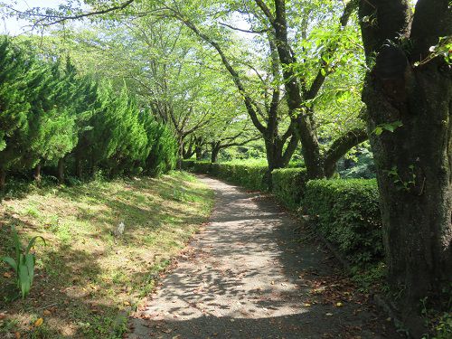 鮎止めの滝【三島市】：滝への道のり２（良い天気と緑）