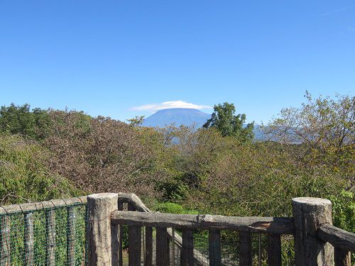 岩本山公園【富士市】：富士山ビュー