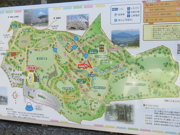 岩本山公園、彼岸花【富士市】：現地案内図