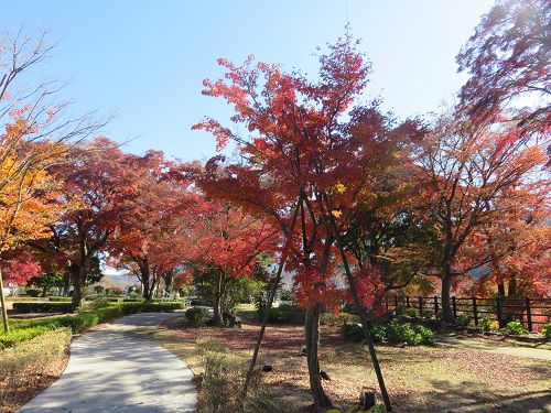 豊門公園、紅葉【小山町】：遊歩道と紅葉