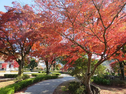 豊門公園、紅葉【小山町】：紅葉の散歩道