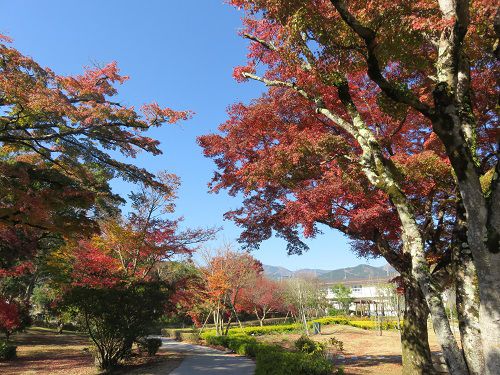 豊門公園、紅葉【小山町】：紅葉の色付き