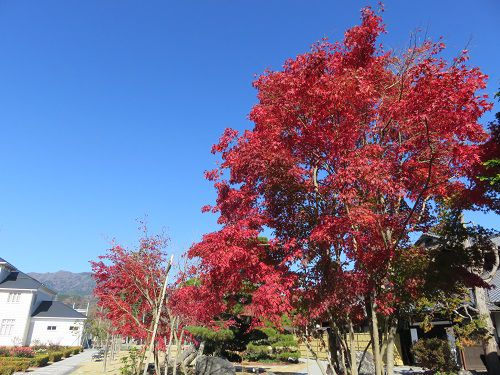 豊門公園、紅葉【小山町】：青空と紅葉