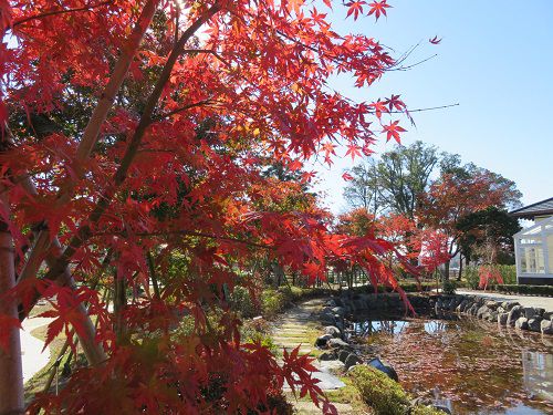 豊門公園、紅葉【小山町】：池と紅葉