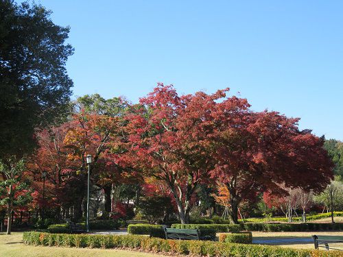 豊門公園、紅葉【小山町】：紅葉見頃時期の園内