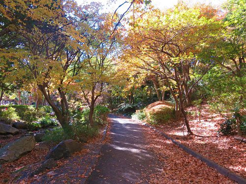 浜松城公園、紅葉【浜松市】：見頃の紅葉景色