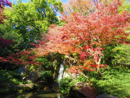浜松城公園、紅葉【浜松市】：滝と紅葉