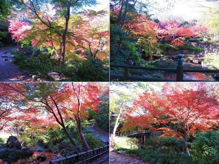 浜松城公園、紅葉【浜松市】：見頃全開の紅葉景色