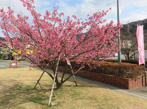 土肥桜（松原公園）：好天