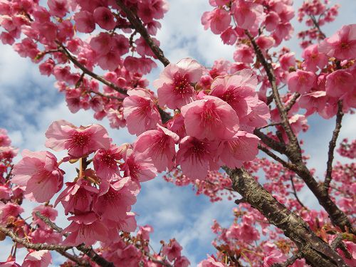 土肥桜（松原公園）：ズームアップ