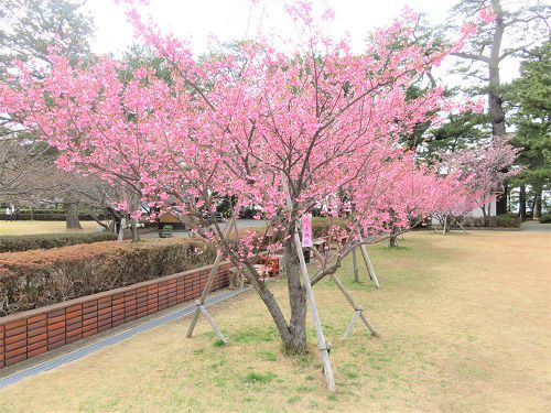 土肥桜（松原公園）：見頃