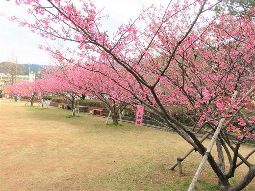 土肥桜（松原公園）：曇り気味