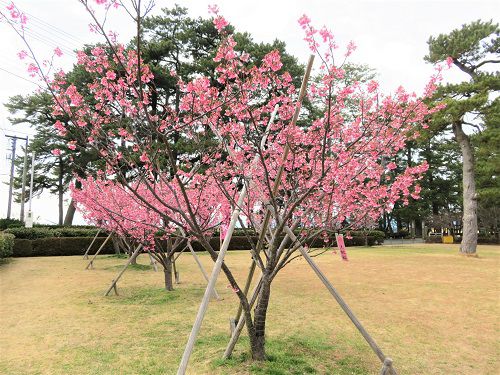 土肥桜（松原公園）：見頃時期