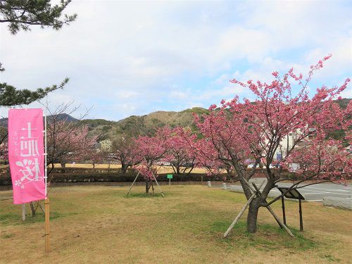 土肥桜（松原公園）：土肥桜の旗とツーショット