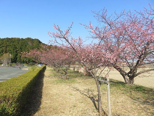 兎山公園、河津桜【磐田市】：左側駐車場