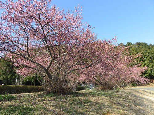 兎山公園、河津桜【磐田市】：桜並木