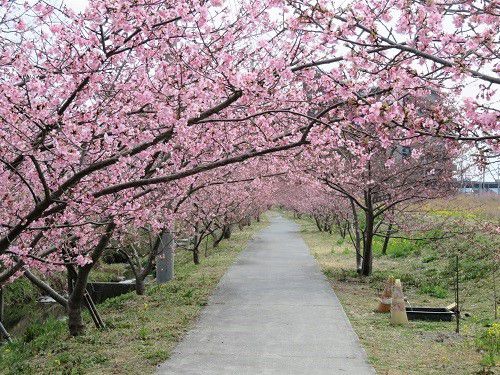 麻機遊水地、河津桜【静岡市】：見頃の桜アーチ