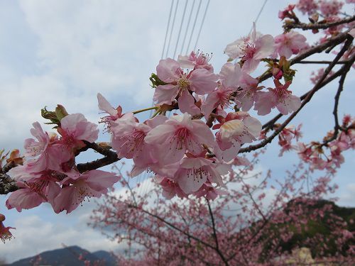 麻機遊水地、河津桜【静岡市】：桜のズーム
